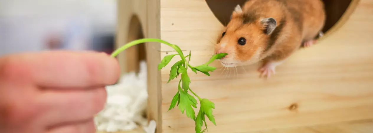 A brown hamster leans out of their wooden hut for some leafy greens.