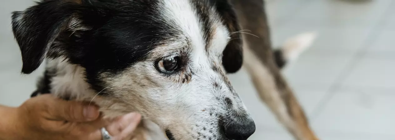 Ukrainian dog Henry at a clinic after being saved from the Kherson floods