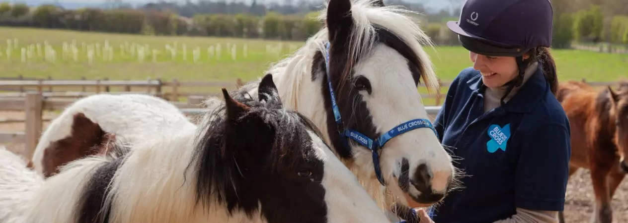 A Blue Cross groom stands with two young ponies.
