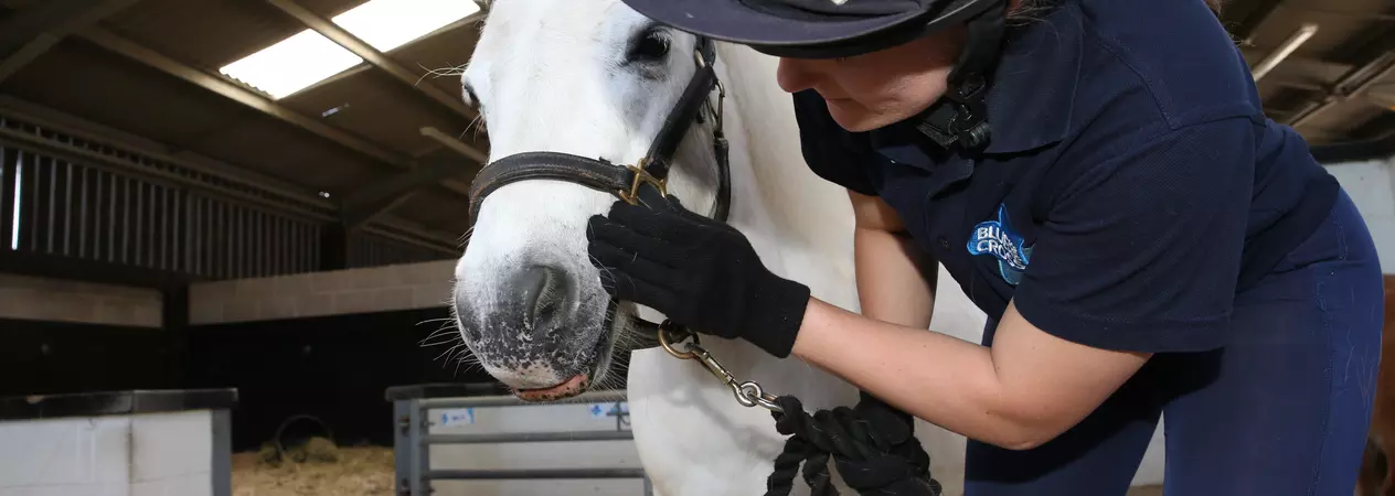 A grey pony has their teeth checked by a Blue Cross groom.