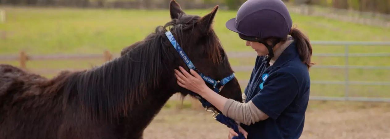 A Blue Cross groom strokes a bay pony.