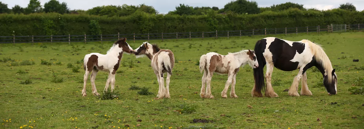 A pony grazes in the field with three foals.