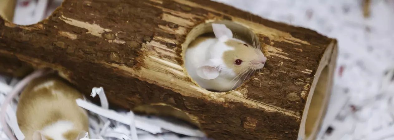A pair of white and brown mouse explore a wooden tunnel in their accommodation.