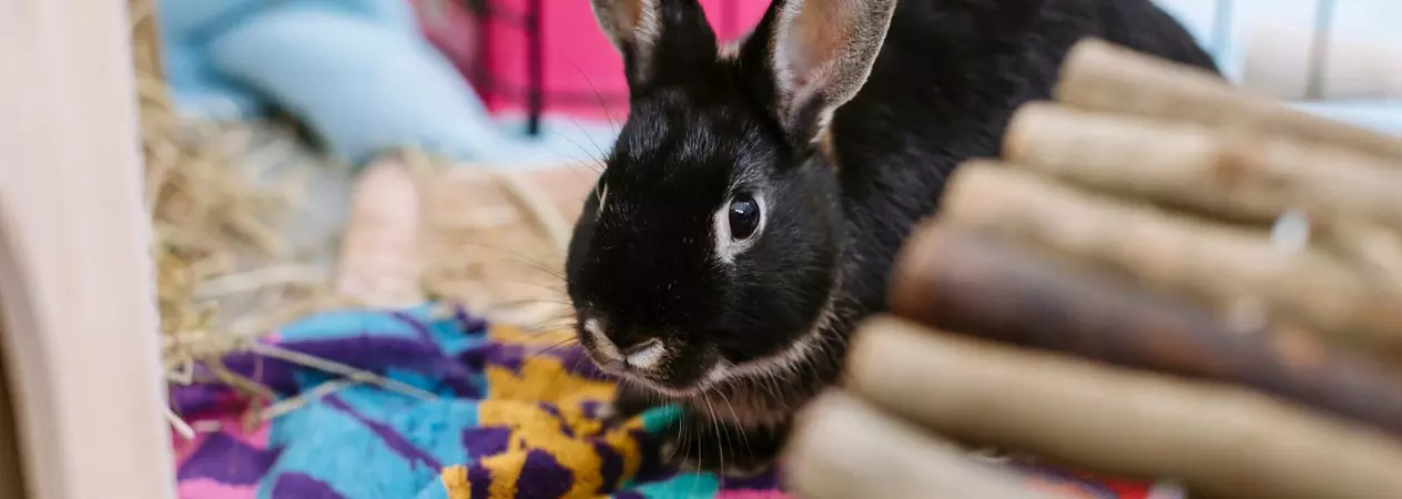 A black rabbit exploring their enrichment.