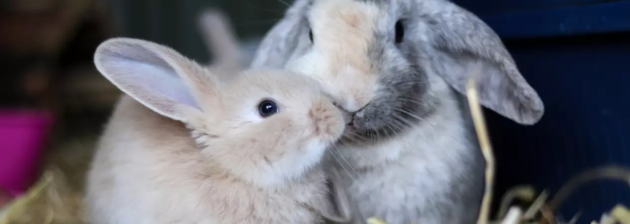 A pair of rabbits sitting side by side in their hay.