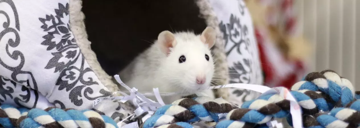 A white rat looks out of their soft hideaway.