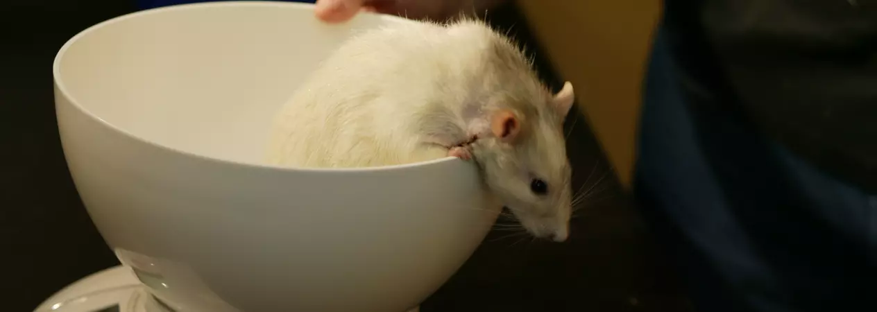 A white and grey rat being weighed by a vet.