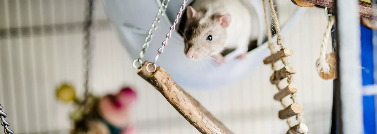 A rat looks out of their hideaway, surrounded by wooden enrichment.