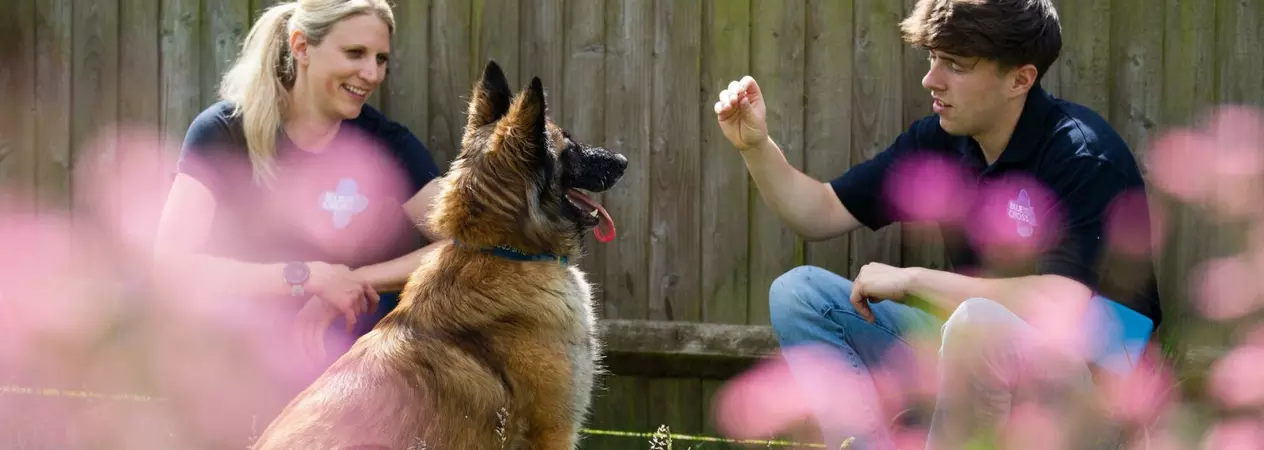 A German Shepherd dog is trained using positive reinforcement by two Blue Cross behaviourists.