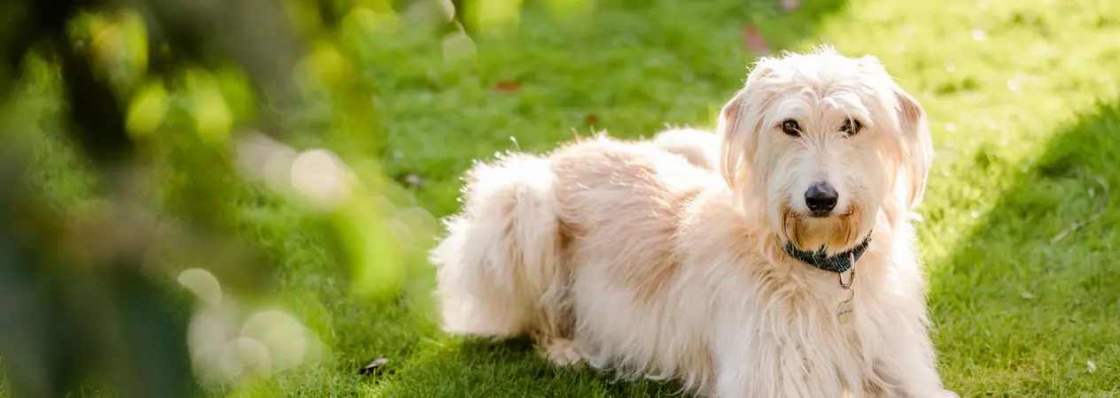 A blonde lurcher lies down on grass under dappled sunlight