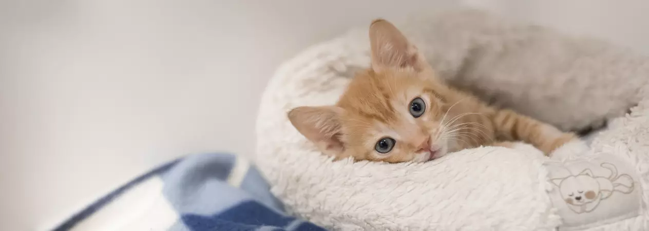 Ginger kitten lying in a cat bed with a white cat toy
