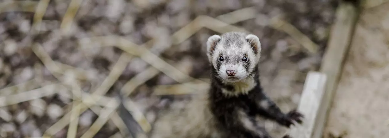 A chocolate ferret peering out of their accommodation.