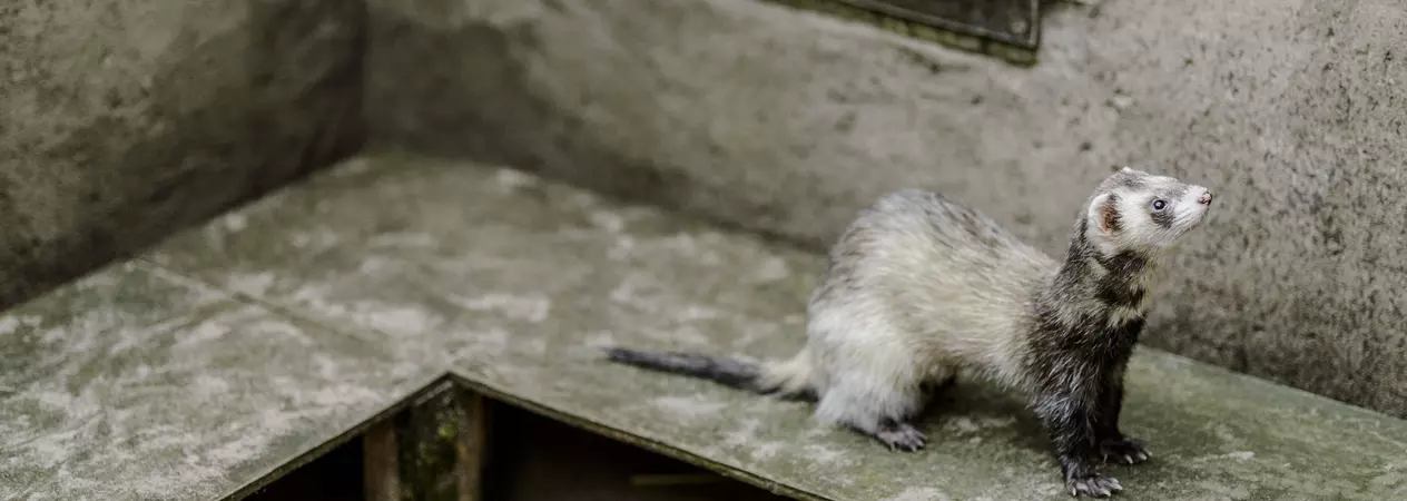 A chocolate ferret explores their accommodation.