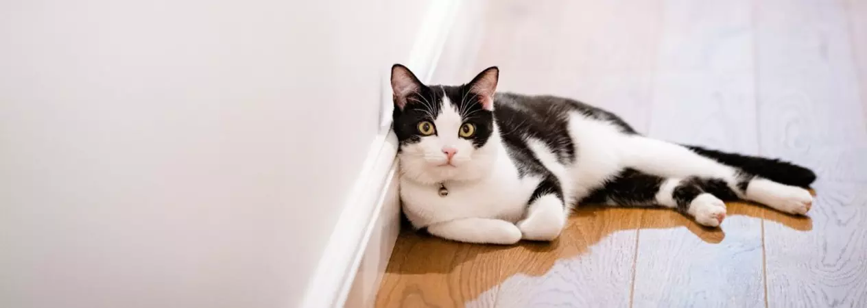 Black and white cat Pickle enjoys lounging in her new home.