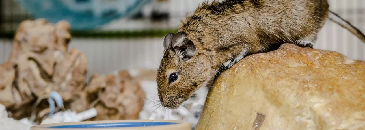 A brown degu inspects their food dish.