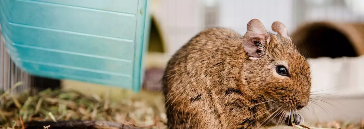 A brown degu eats some hay next to a running wheel. 