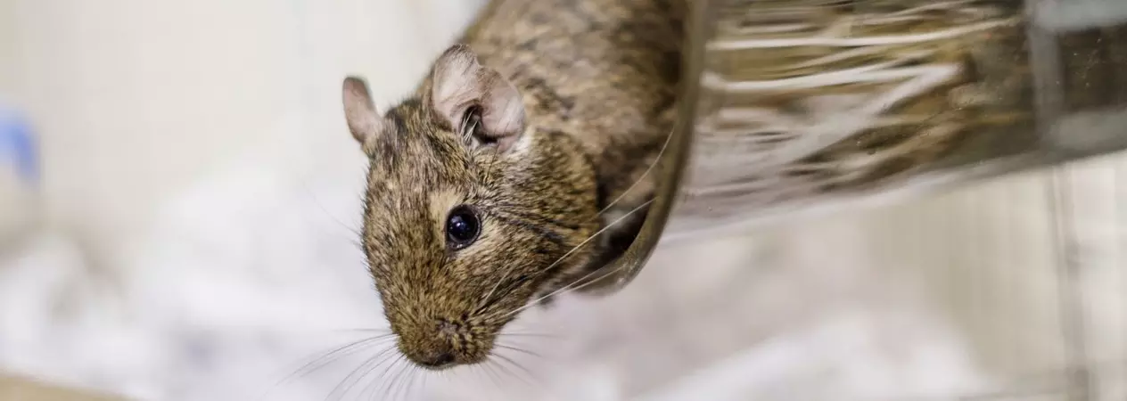 A brown degu leans out of their running wheel.