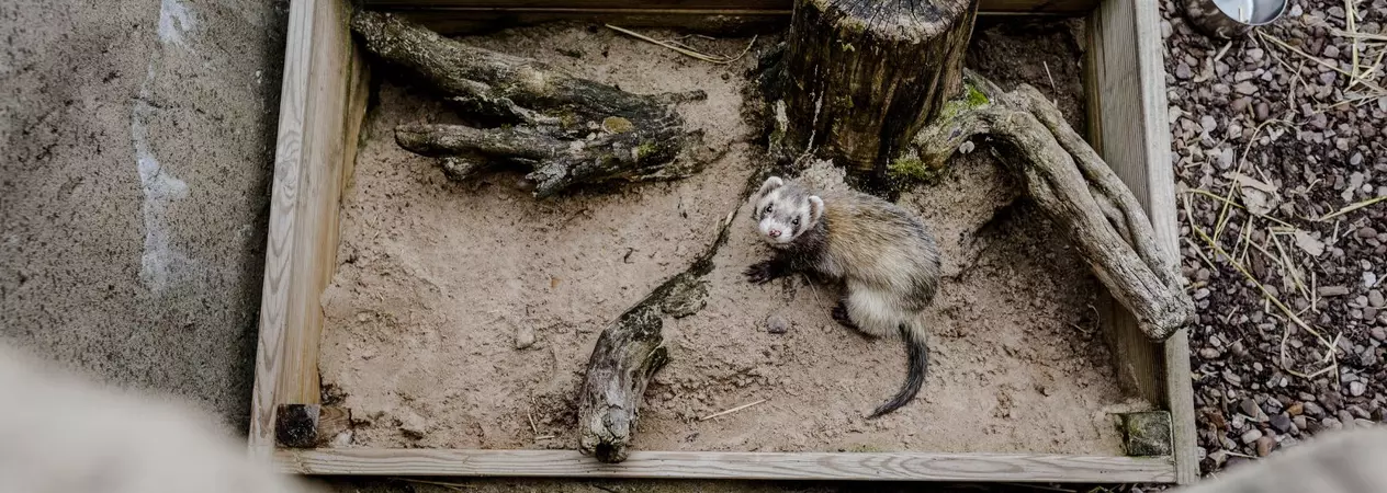 A ferret explores their accommodation.