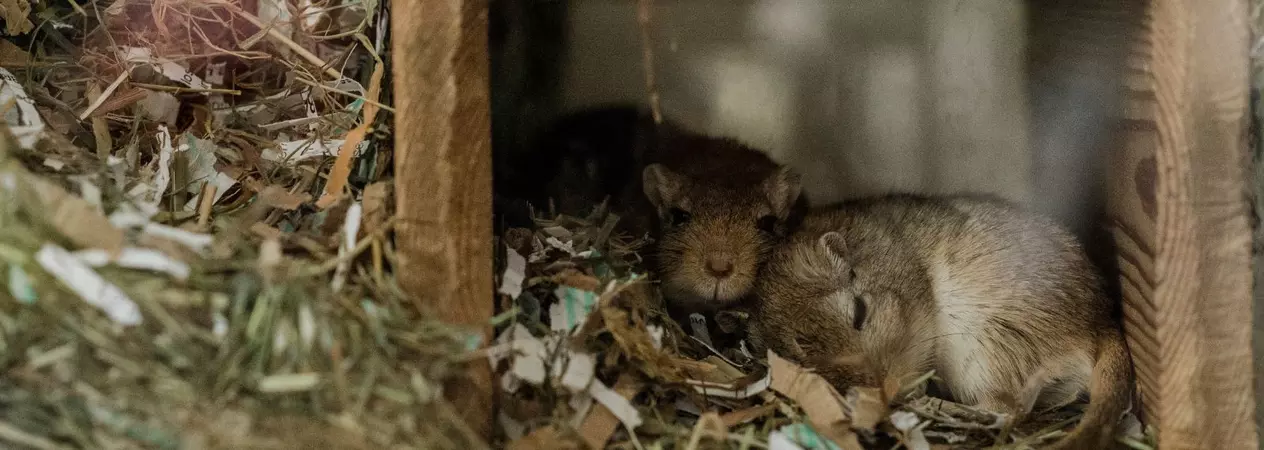 A pair of degus sleep in a burrow in their accommodation.