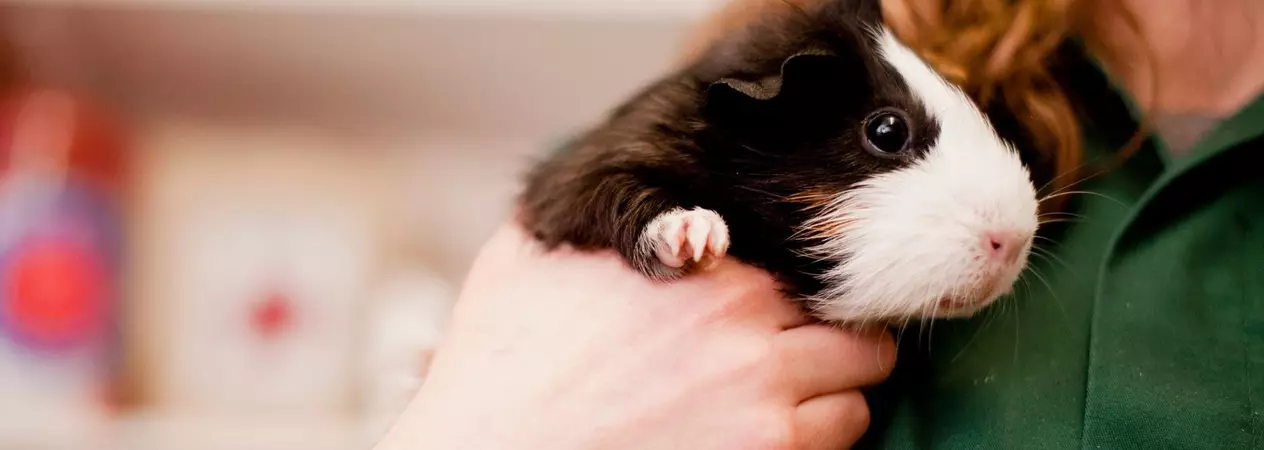A black and white guinea pig is held by a Blue Cross vet nurse.