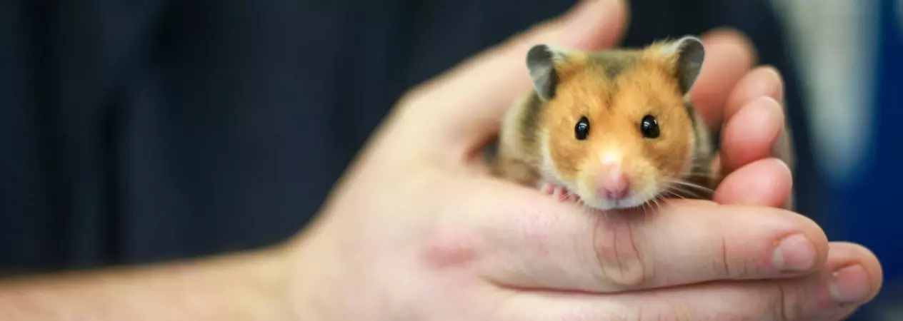 A brown Syrian hamster is held by a member of Blue Cross.