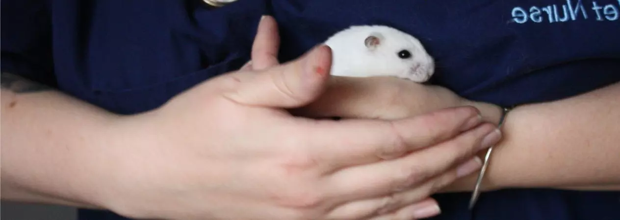 A white dwarf hamster is held by a member of Blue Cross.