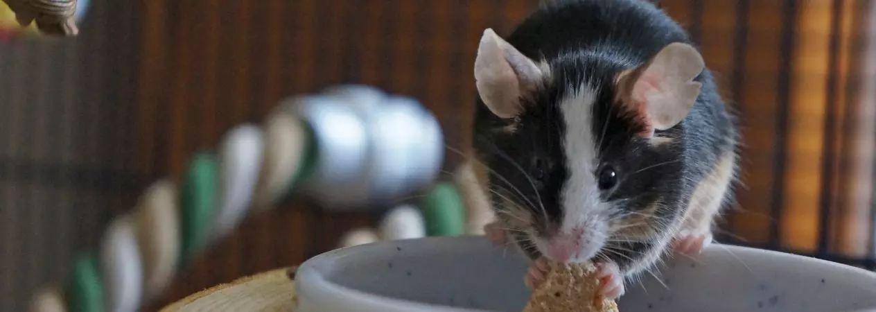 A black and white mouse eats out of a ceramic dish in their accommodation.