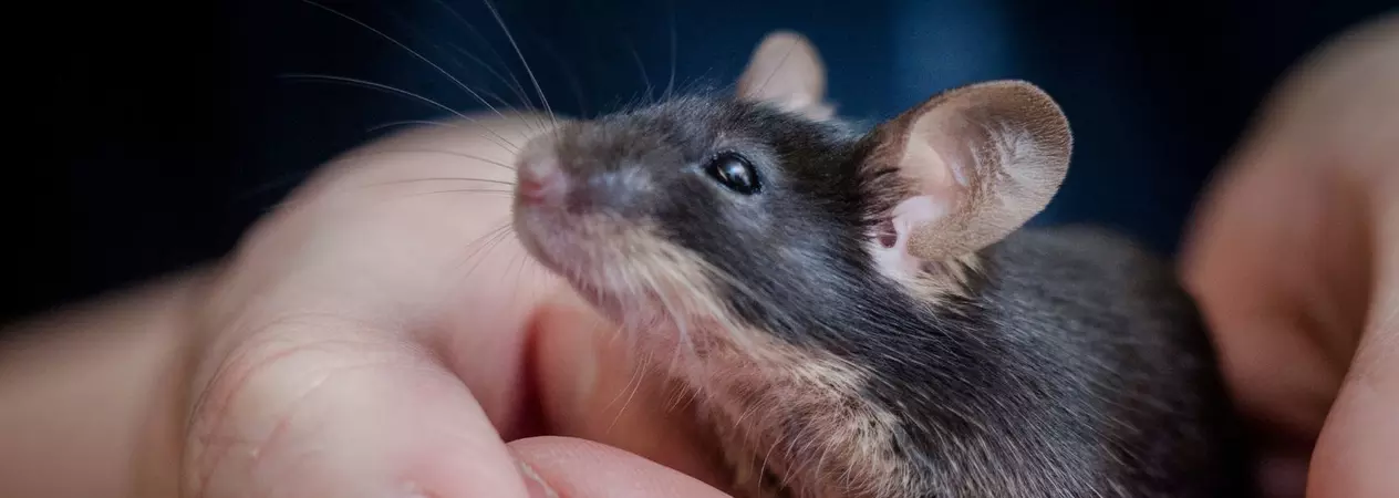 A black mouse is held by a member of Blue Cross.