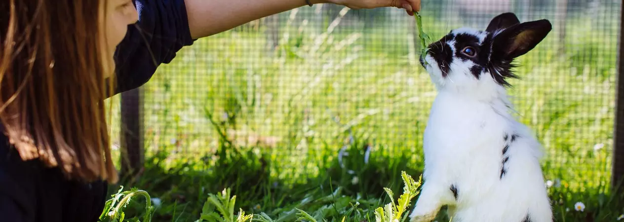A black and white rabbit is fed a piece of dandelion by a member of Blue Cross.