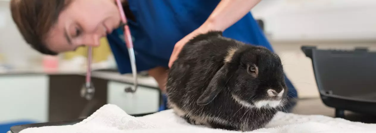 A black rabbit has a health check by a Blue Cross vet.