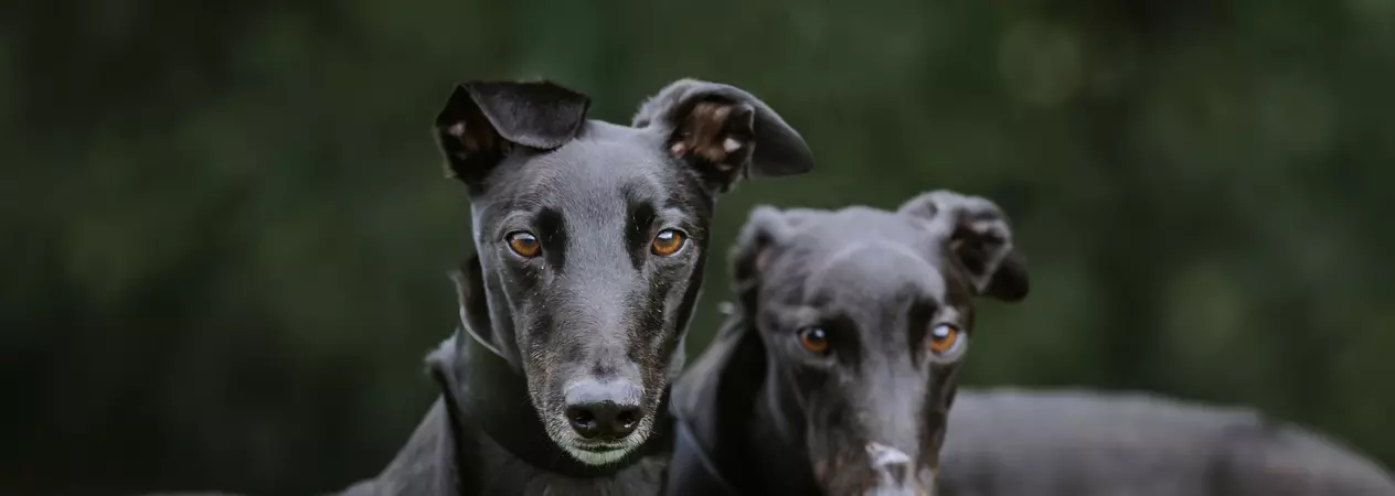 Ears pricked and eyes bright, black greyhound dog Rascal stares confidently ahead