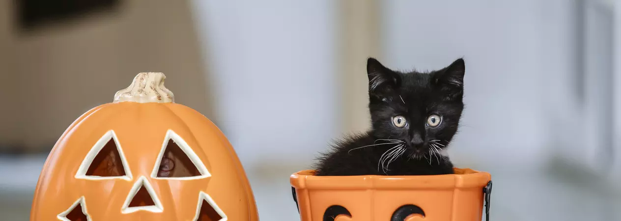 a tiny black kitten sitting in a pumpkin themed trick-or-treat bucket, next to a fake carved pumpkin
