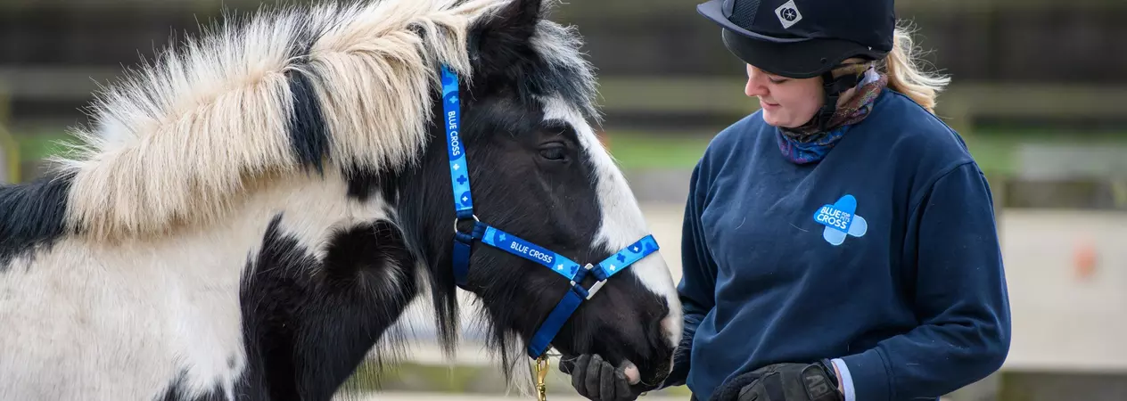 Black and white horse called Heather, standing in a yard with her keeper