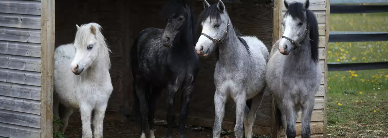 Four horses, white, black and grey, standing under a wooden shelter in a field