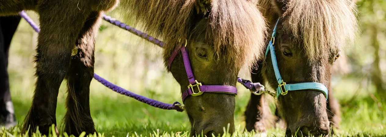 A close up of two brown ponies called treacle and candy in purple and blue reins, eating grass in a field