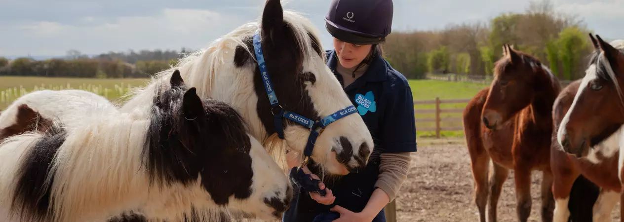 Two brown and white horses at Blue Cross rehoming centre with their keeper