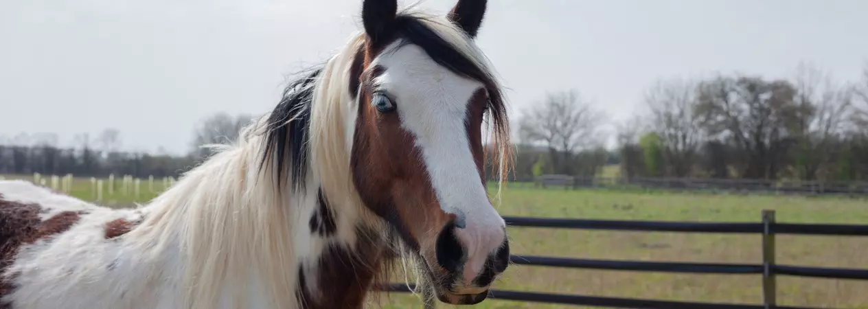 Brown and white horse with ears pricked up, standing in a field at Burford