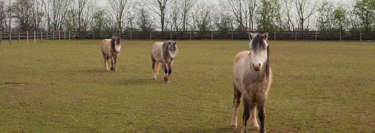 Three grey ponies wander across their paddock.