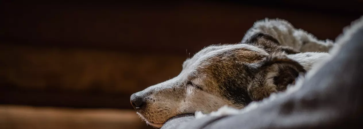 Elderly jack russell dog, Libby, peacefully asleep in her bed at her new home