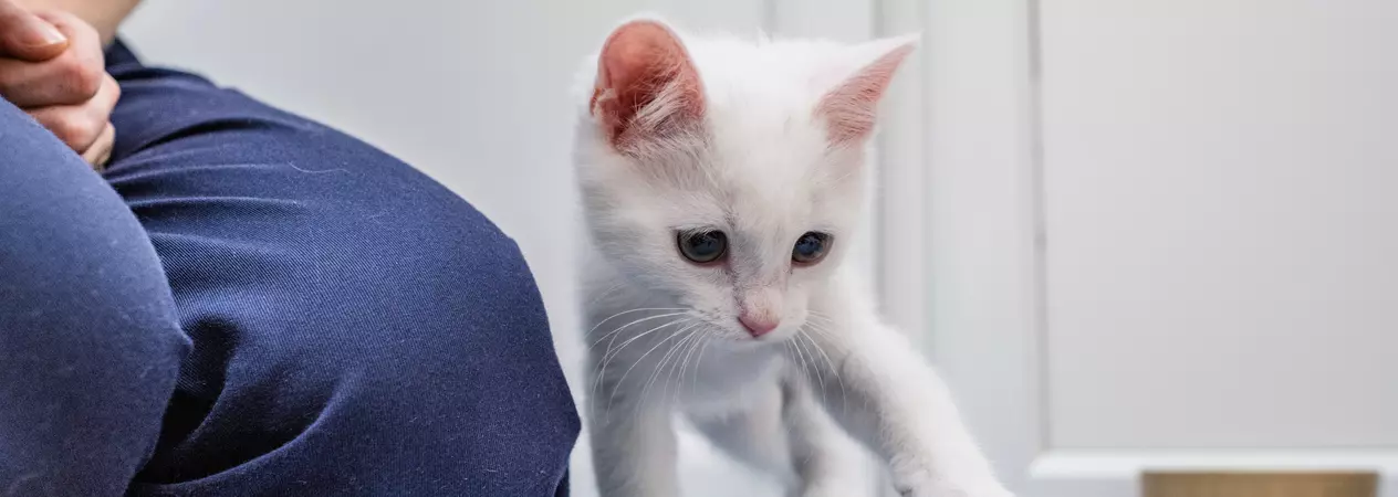 White kitten Tiny Tim reaches out his front left paw to play with a red and green ball