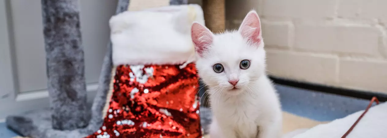 A white kitten stares into the camera as it sits upright next to a red, sequinned Christmas stocking