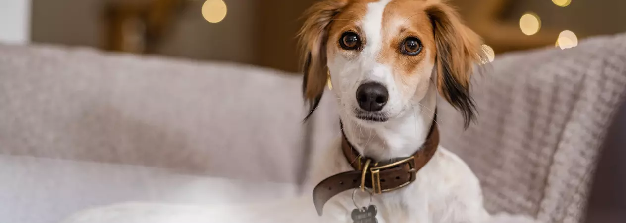 Tan and white lurcher Lilly lying on a sofa with Christmas lights in the background
