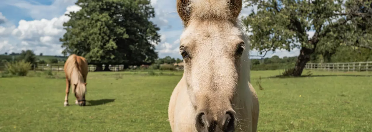 Ears forward and staring into the camera, Megan the golden palomino Shetland pony stands in a field full of green grass