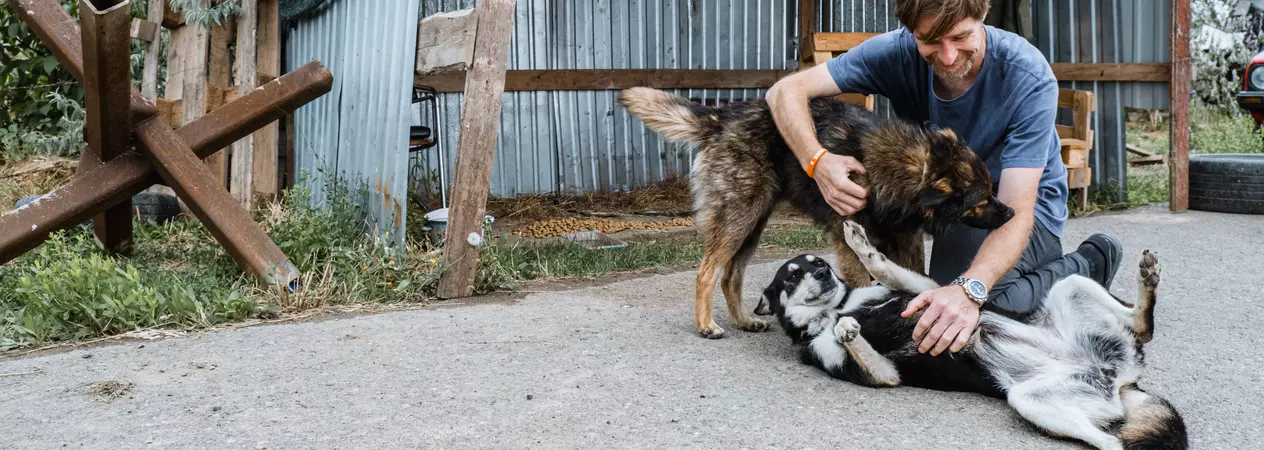 Gregg Tully, Country Director for Save the Dogs and Other Animals, kneeling on the ground, fussing two large street dogs in Ukraine