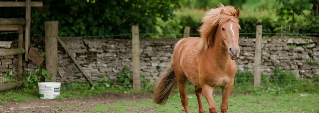 A chestnut pony enjoys exercise in their field.