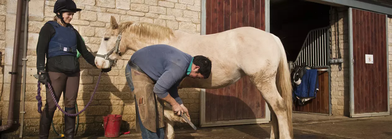 A grey pony has their feet treated by a farrier.