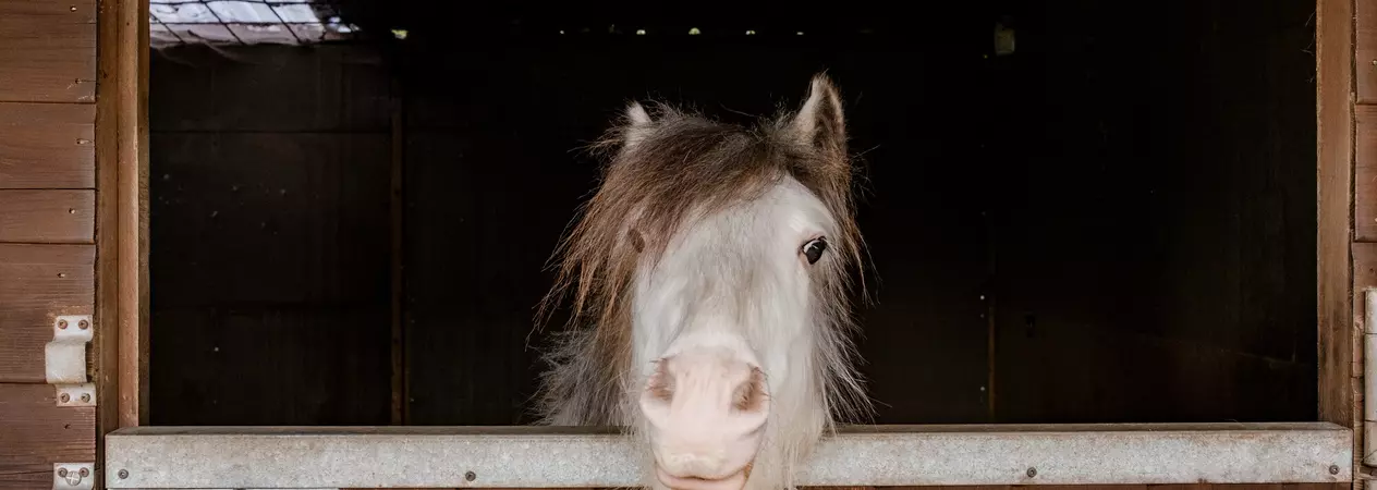 A grey pony peers over their stable door.