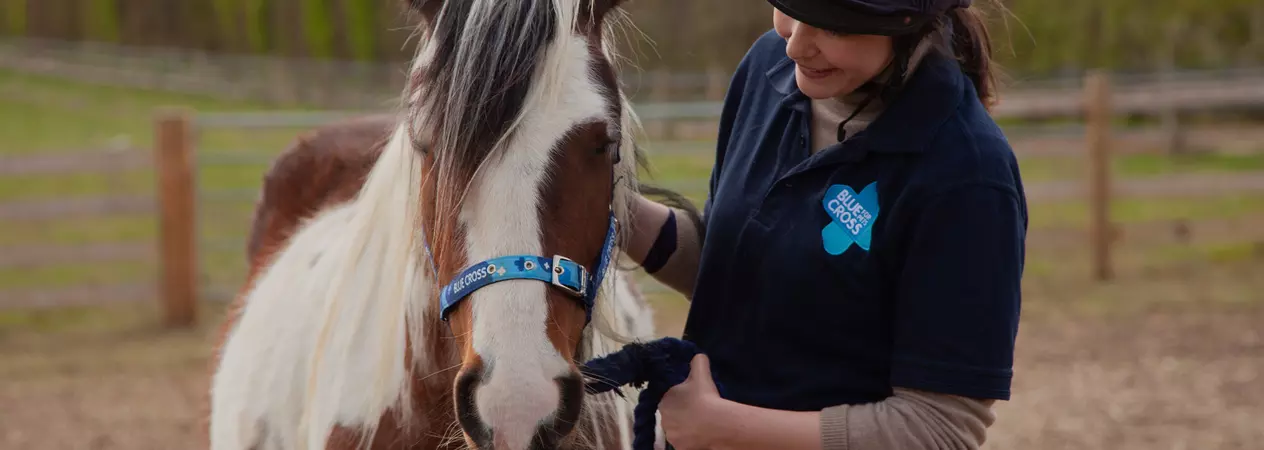 Brown and white horse wearing a Blue Cross head collar, with horse welfare assistant