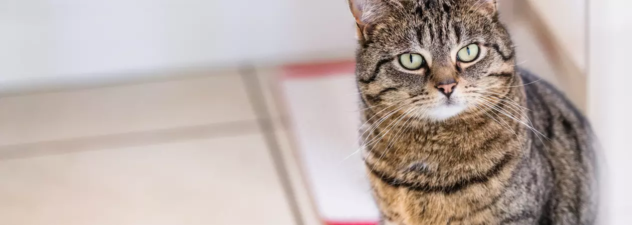 A tabby cat sits in the kitchen.
