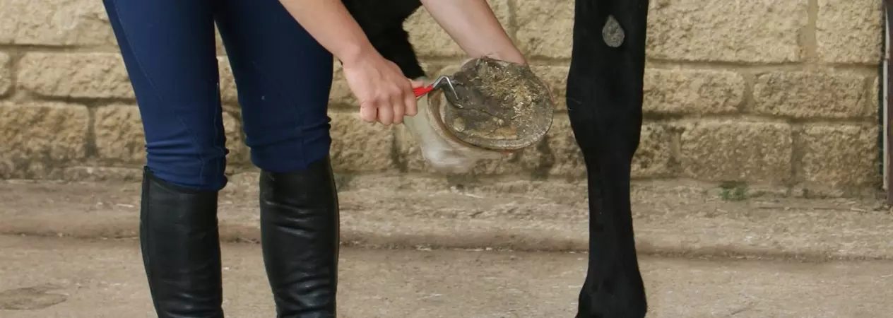 A horse has their hoof picked out.